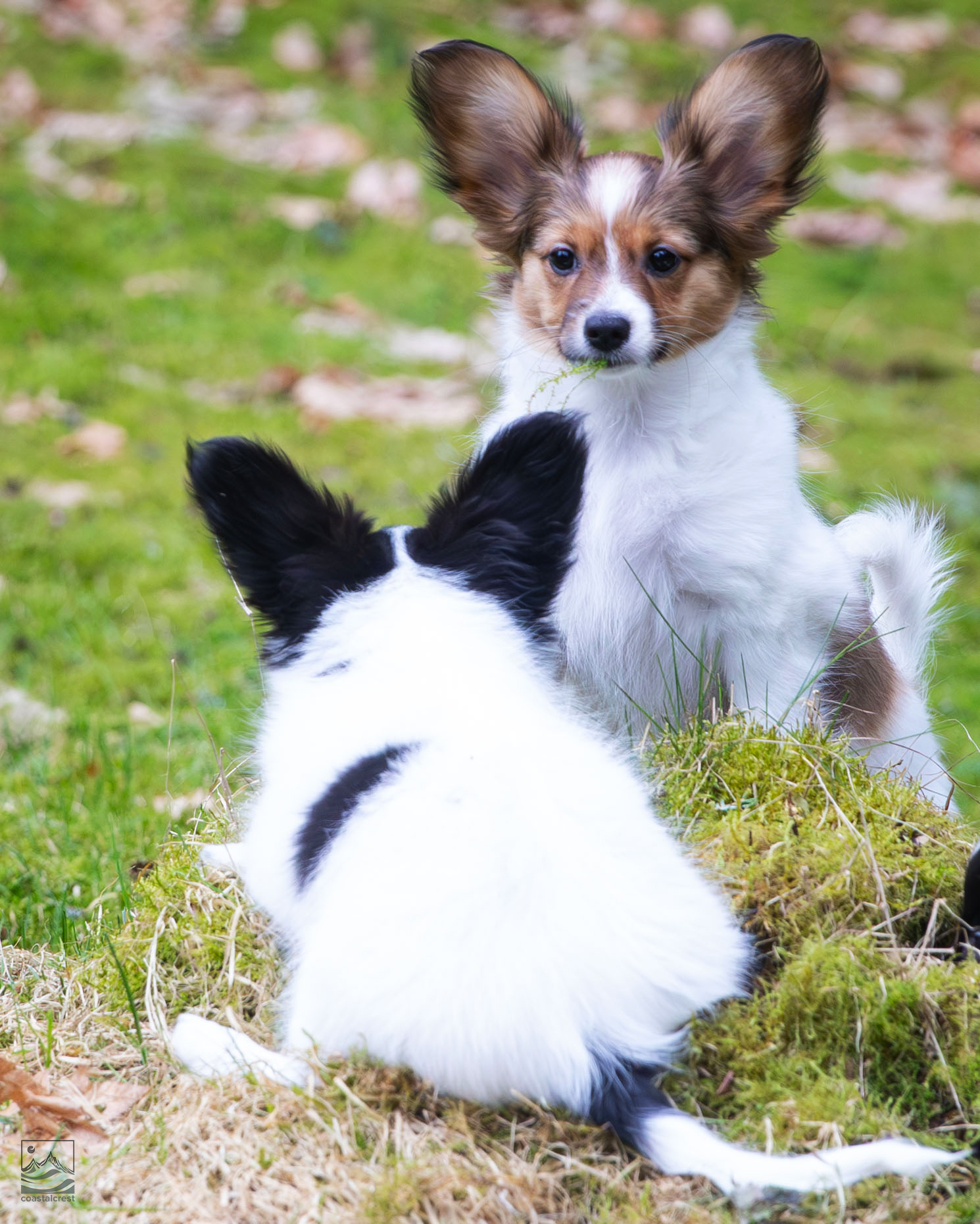 Papillon puppy