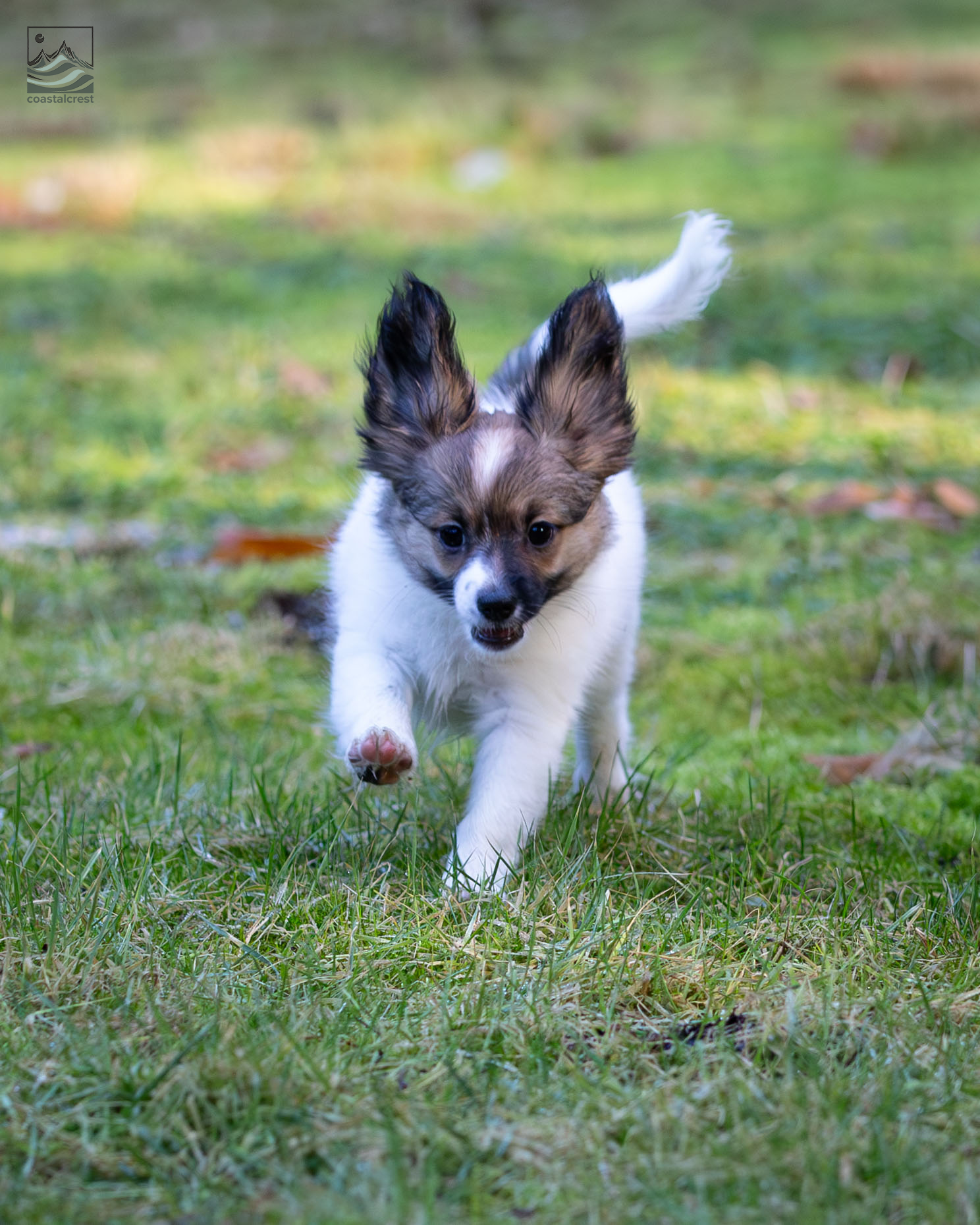 papillon puppy