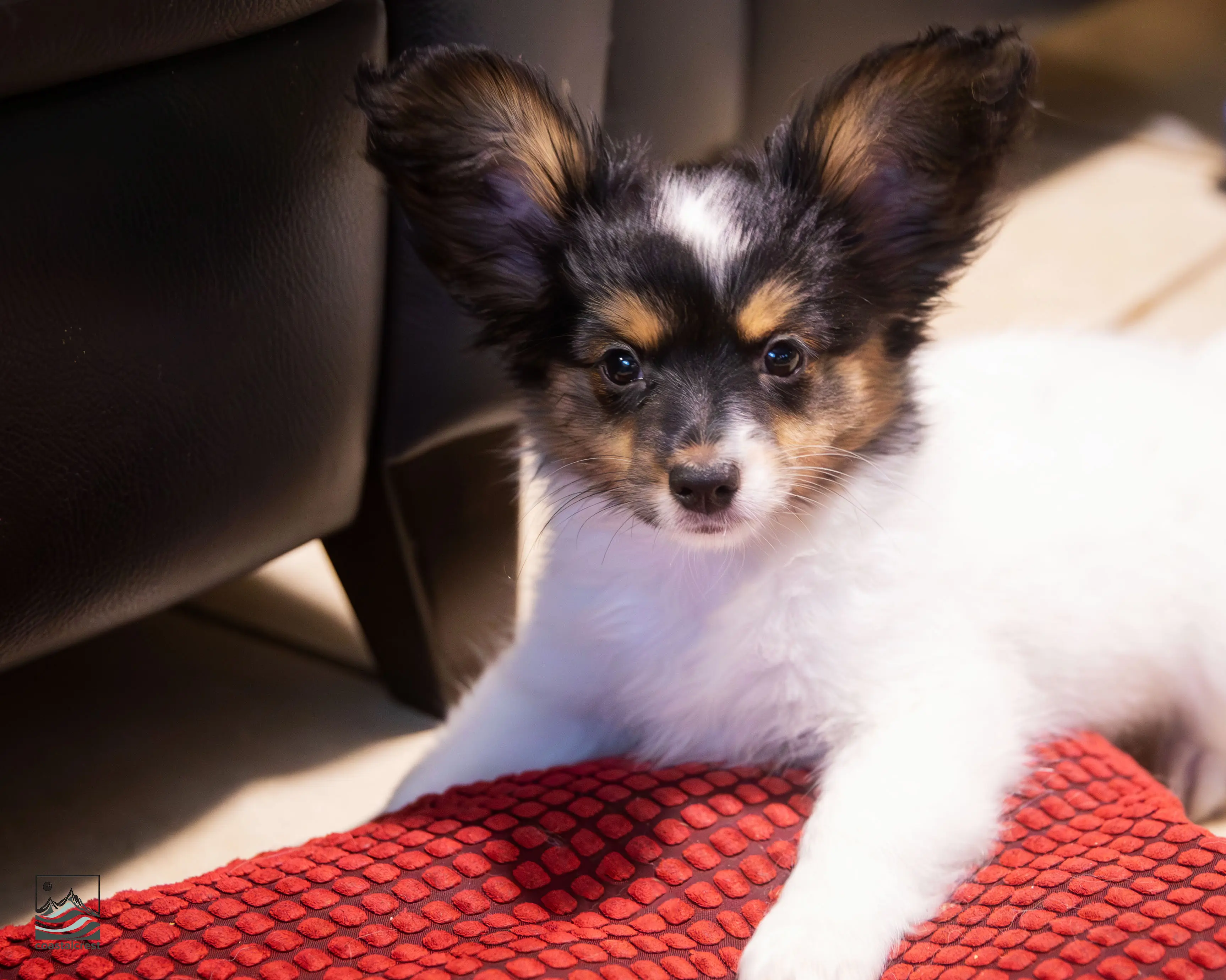 papillon puppy