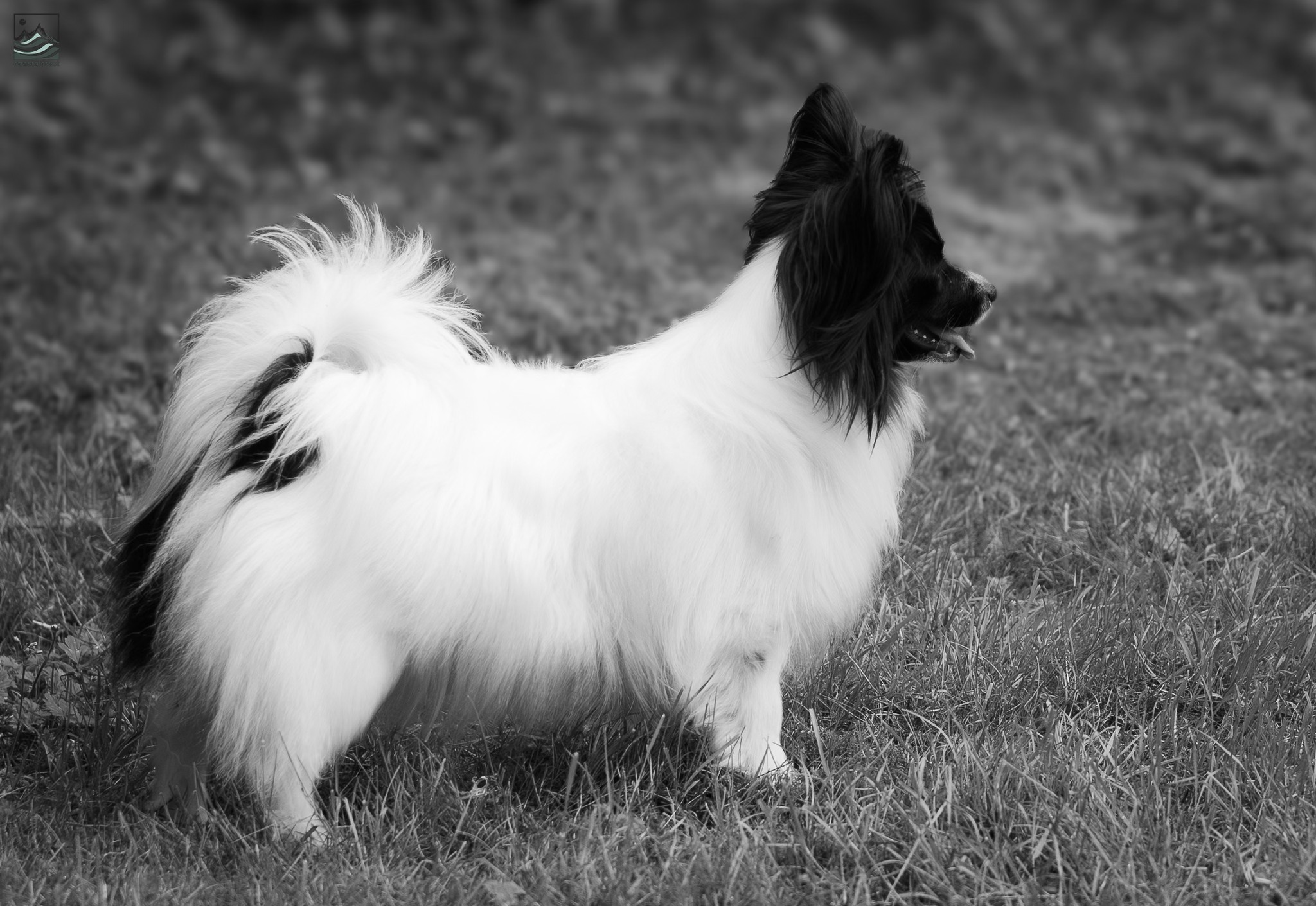 papillon