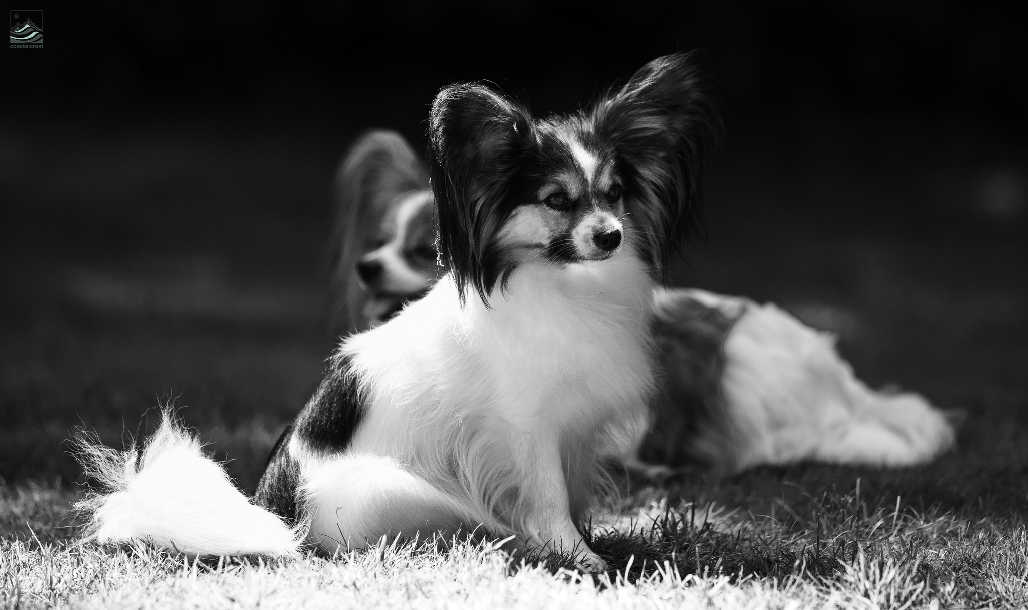 papillon puppy Coastalcrest bc canada 