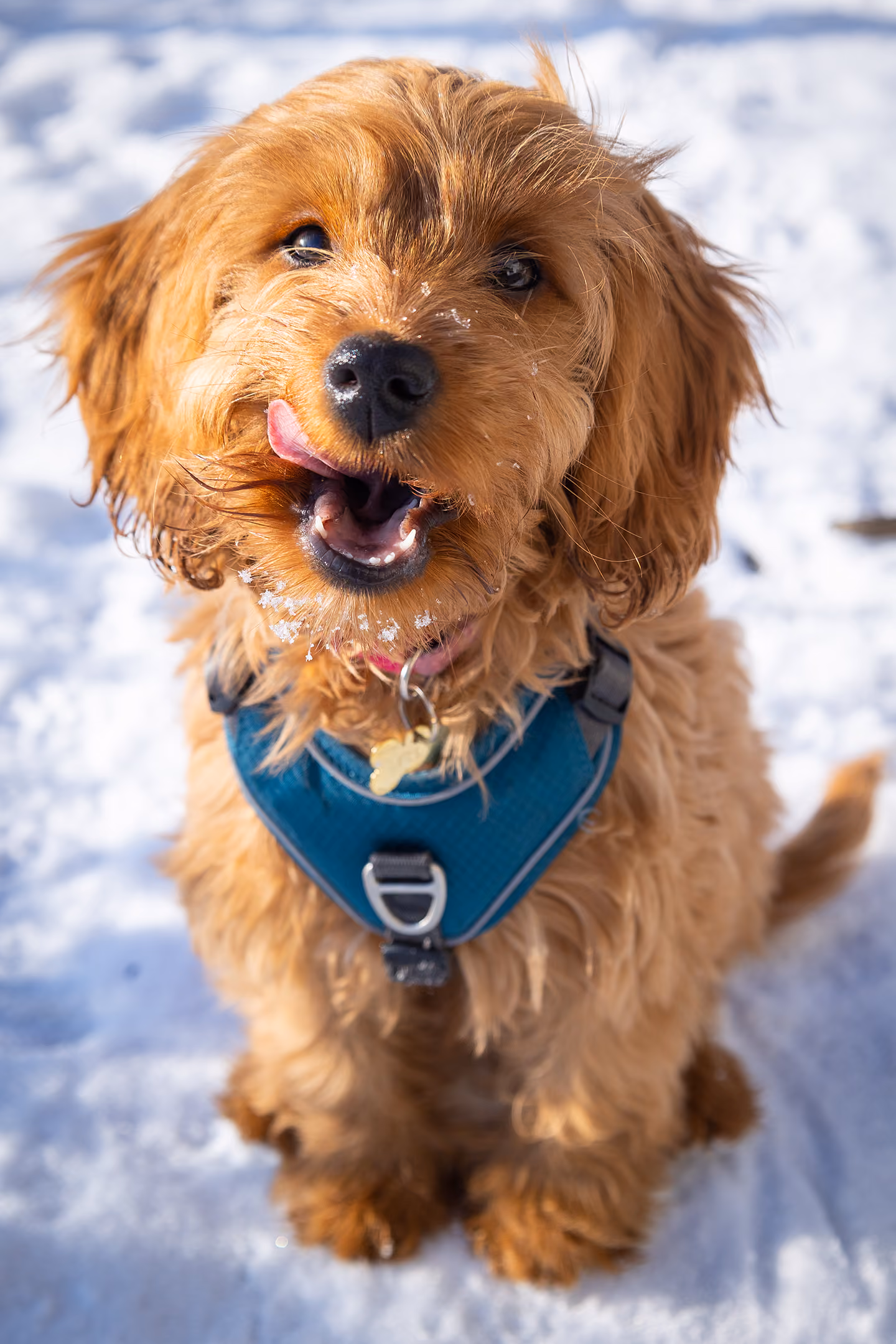 Lustiger brauner Hund mit blauem Geschirr sitzt im Schnee und leckt seine Nase.