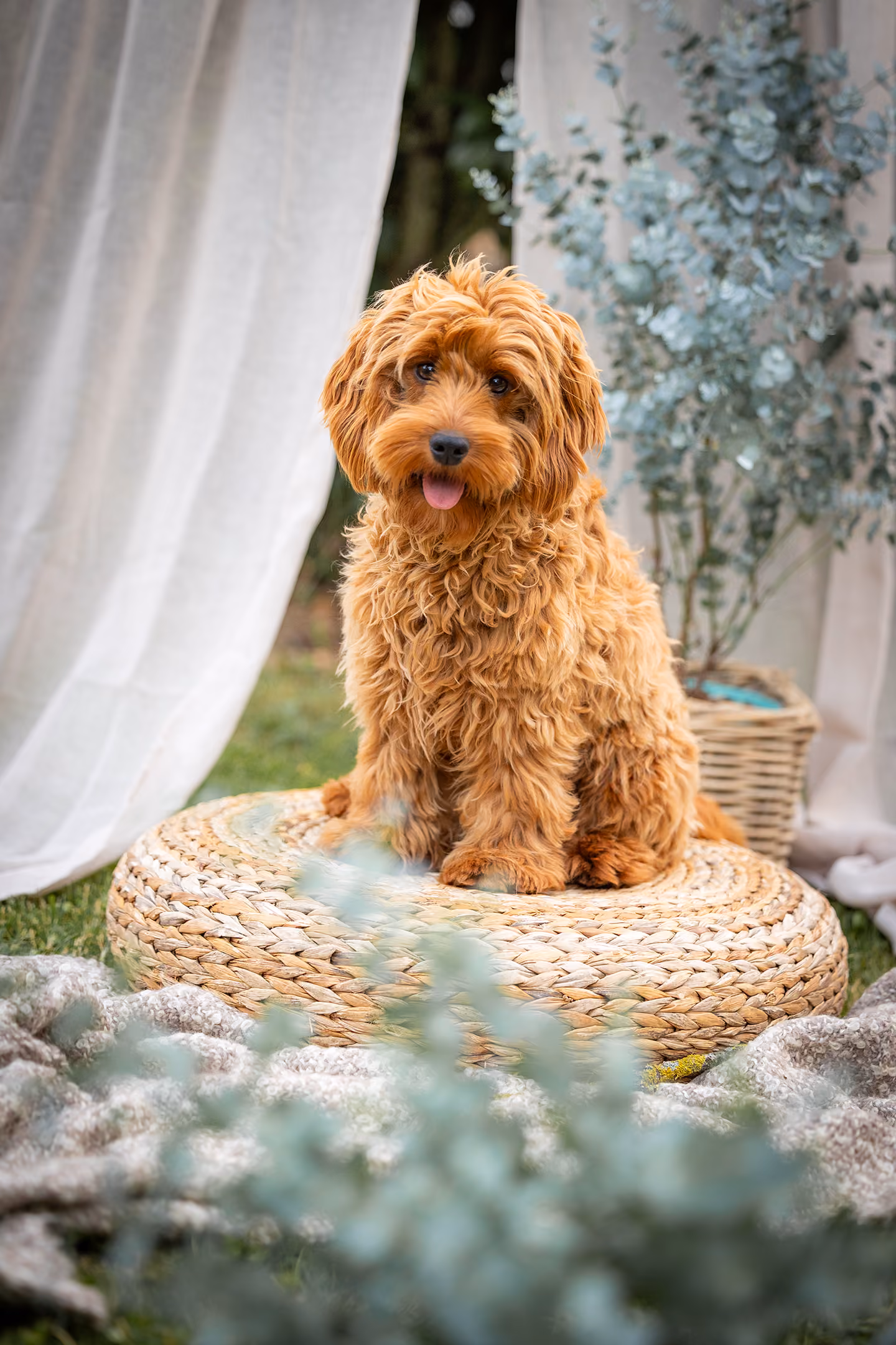 Kleiner lockiger brauner Hund sitzt auf einem gewebten Sitzkissen im Garten mit Pflanzen.