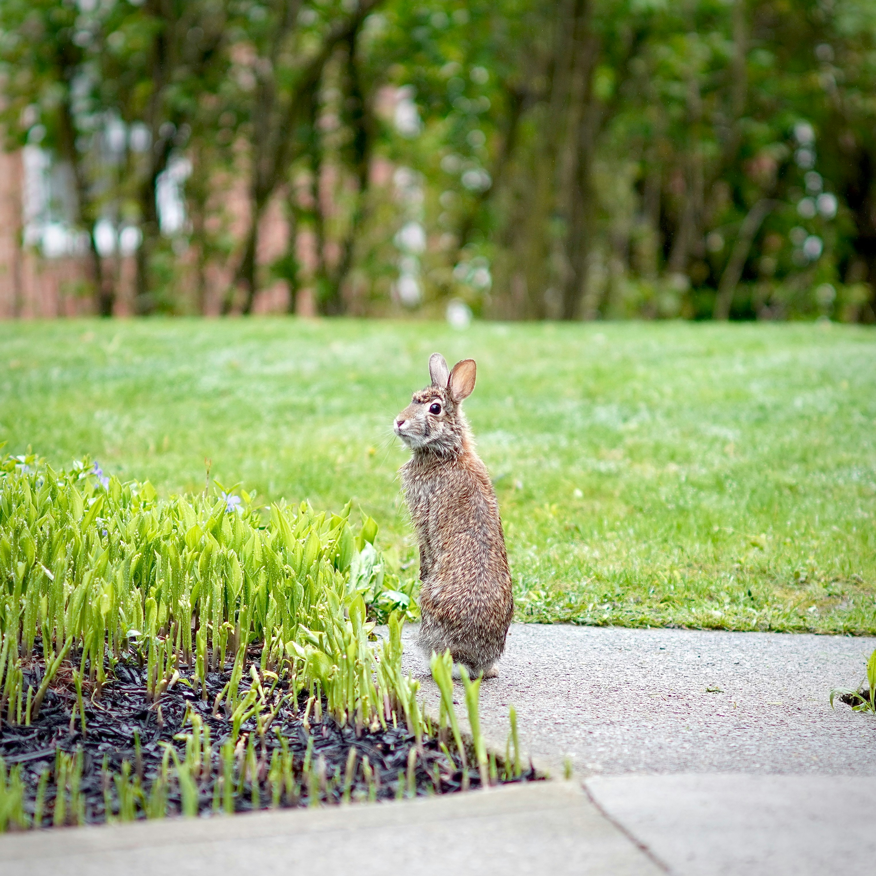 Best Lawn Care Tips for May