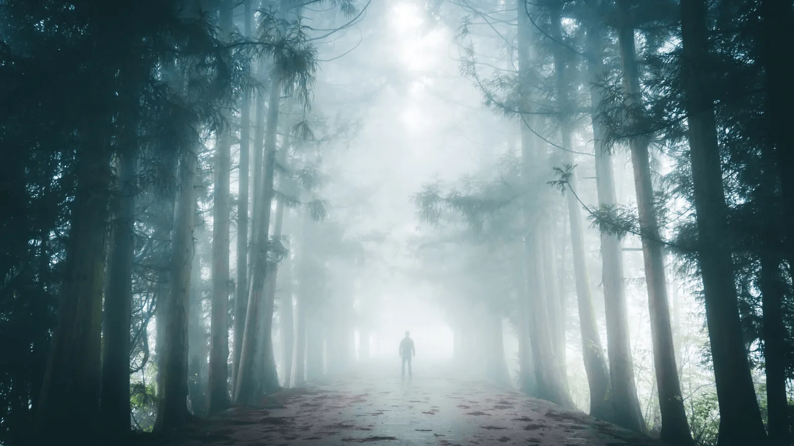 A person standing on a misty forest path.