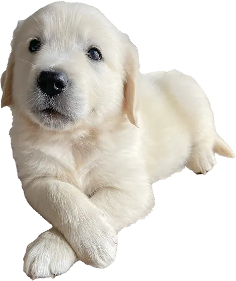 simba image
