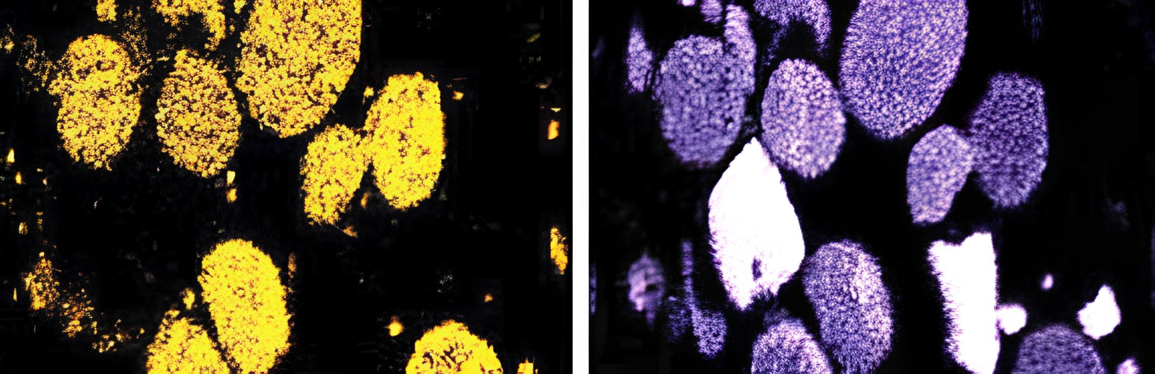 Fig. 4.  Element map from SEM showing the association of Si (left) with O (right)