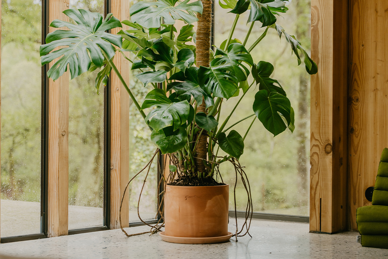 en plein rempotage d'une plante durant un atelier organisé