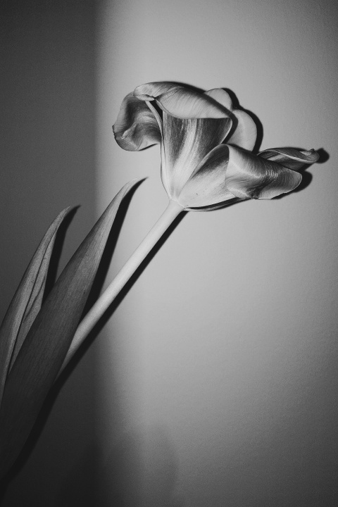 an image with the High Contrast Black & White B5 filter