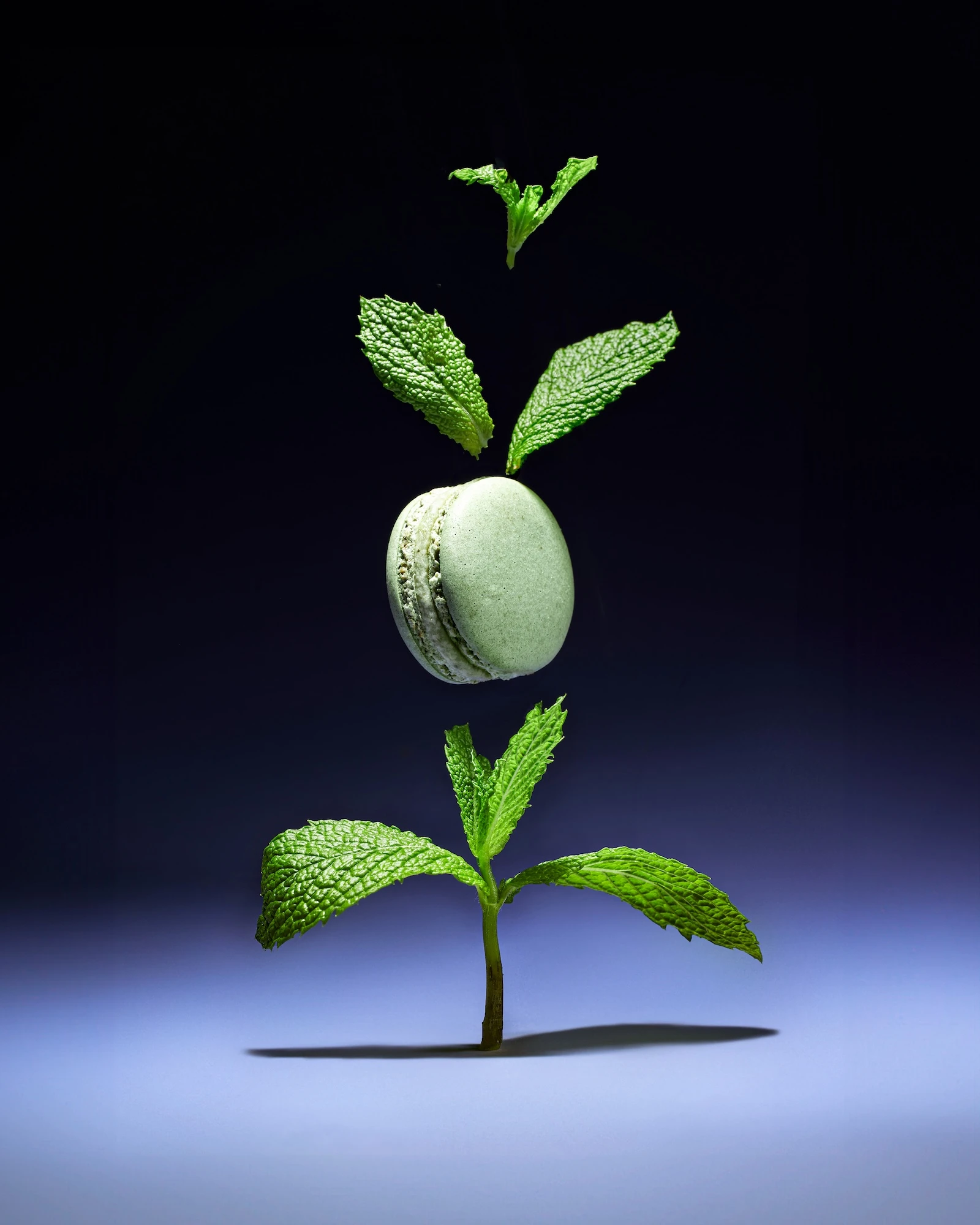 A plant with a green leaf and a green mint leaf on top of it.