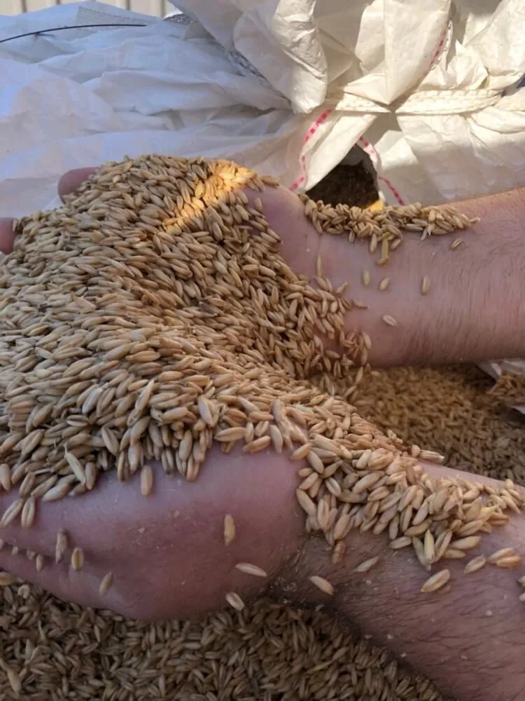 Hands running through Texas-grown rye grain