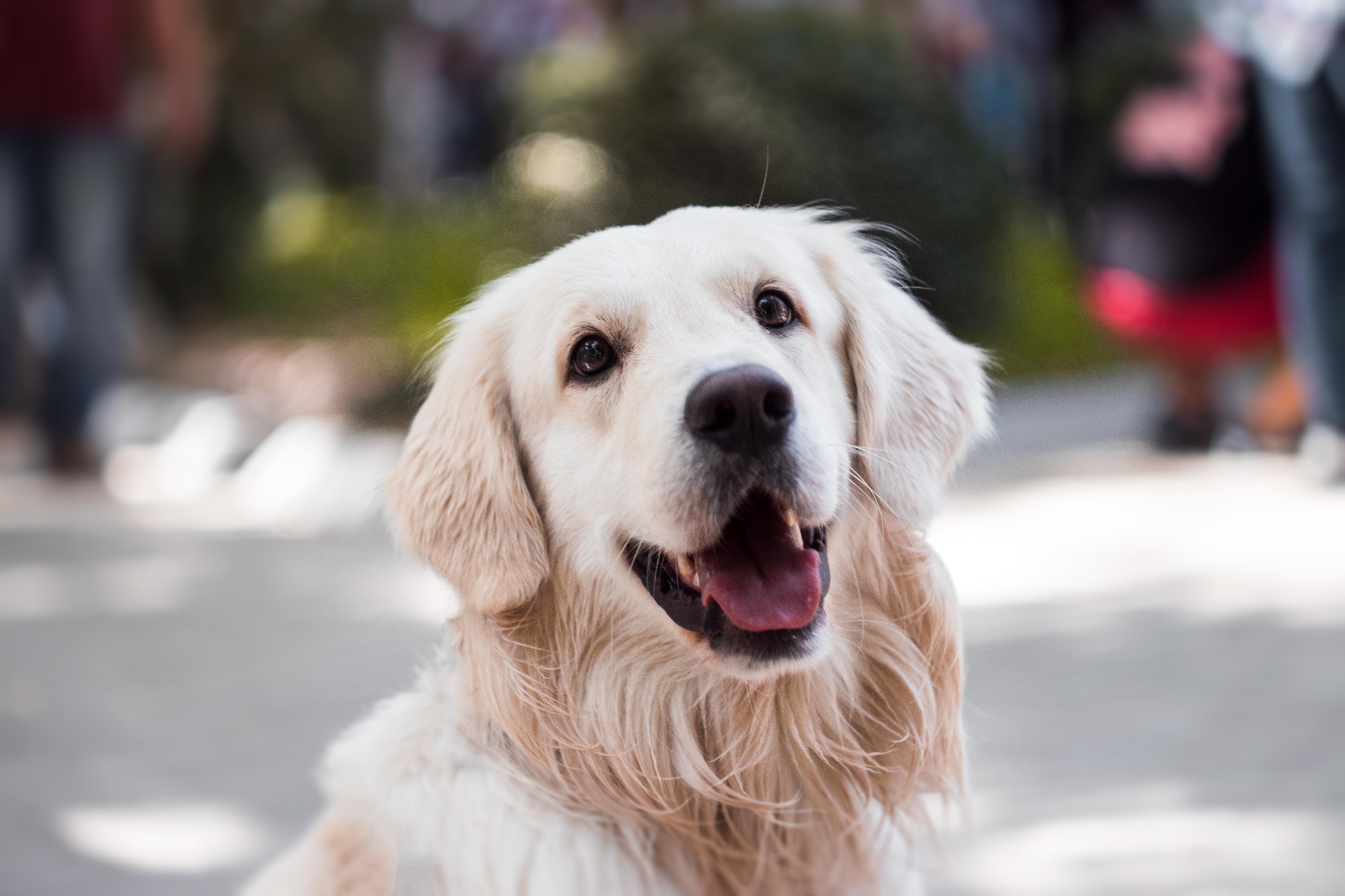 canine therapy