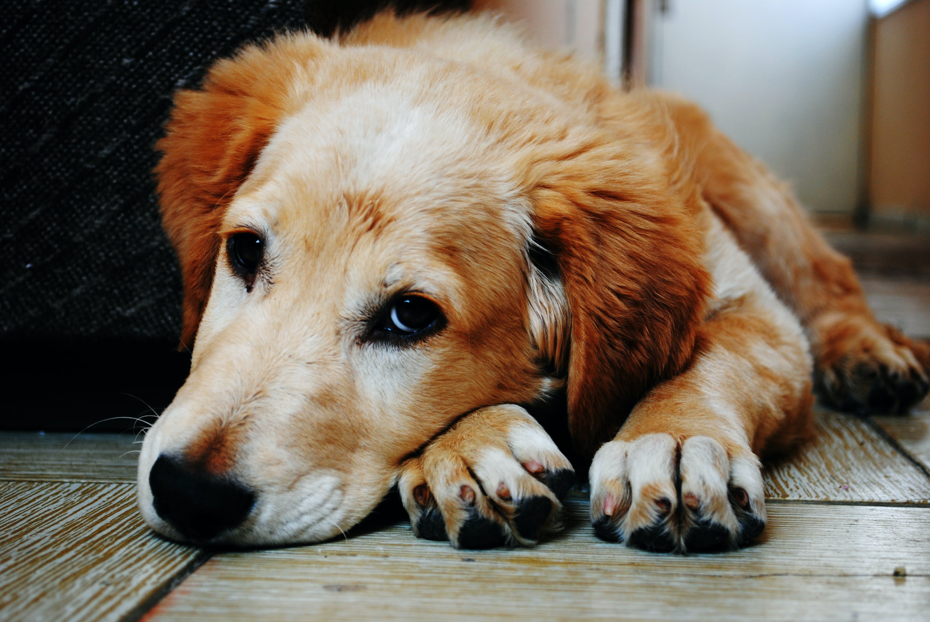 Canine Therapist