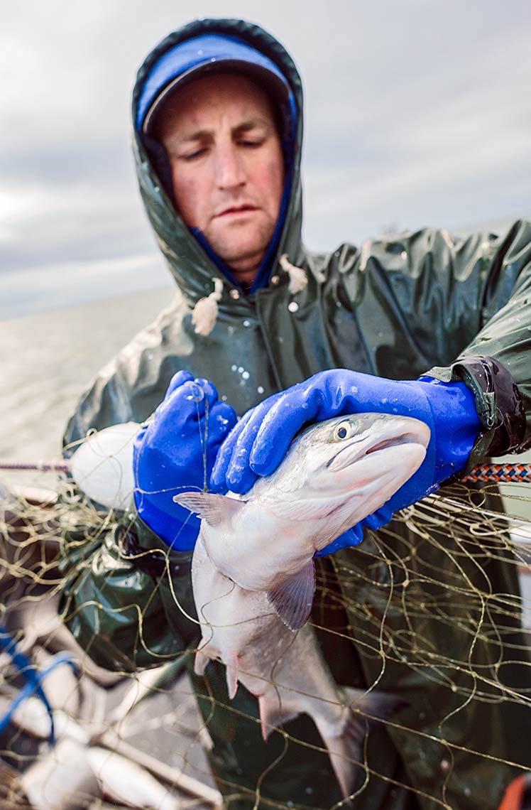 Black Cod Stomach Content Project