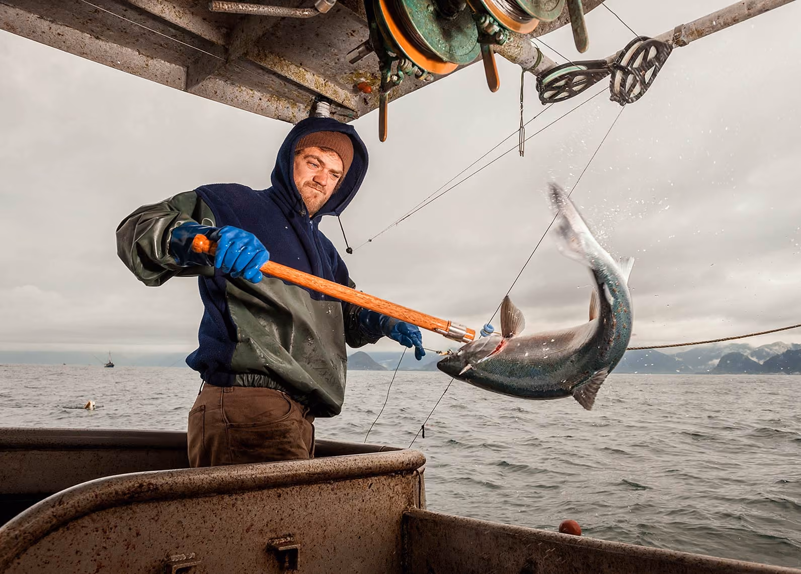 Black Cod Stomach Content Project