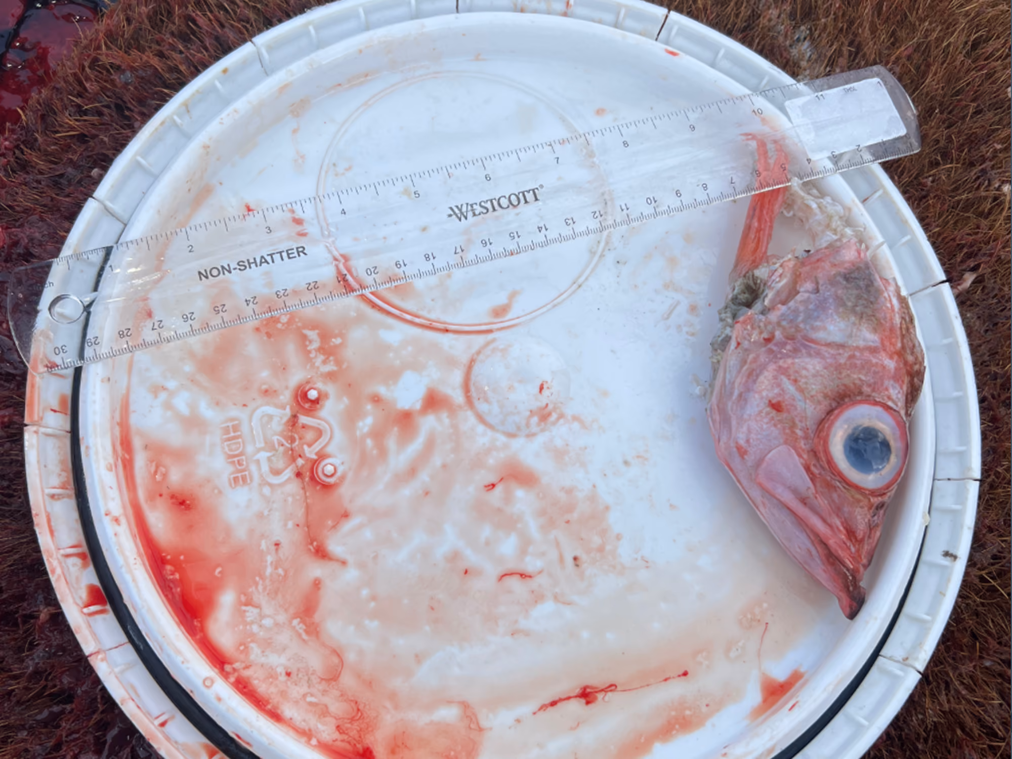 Black Cod Stomach Contents