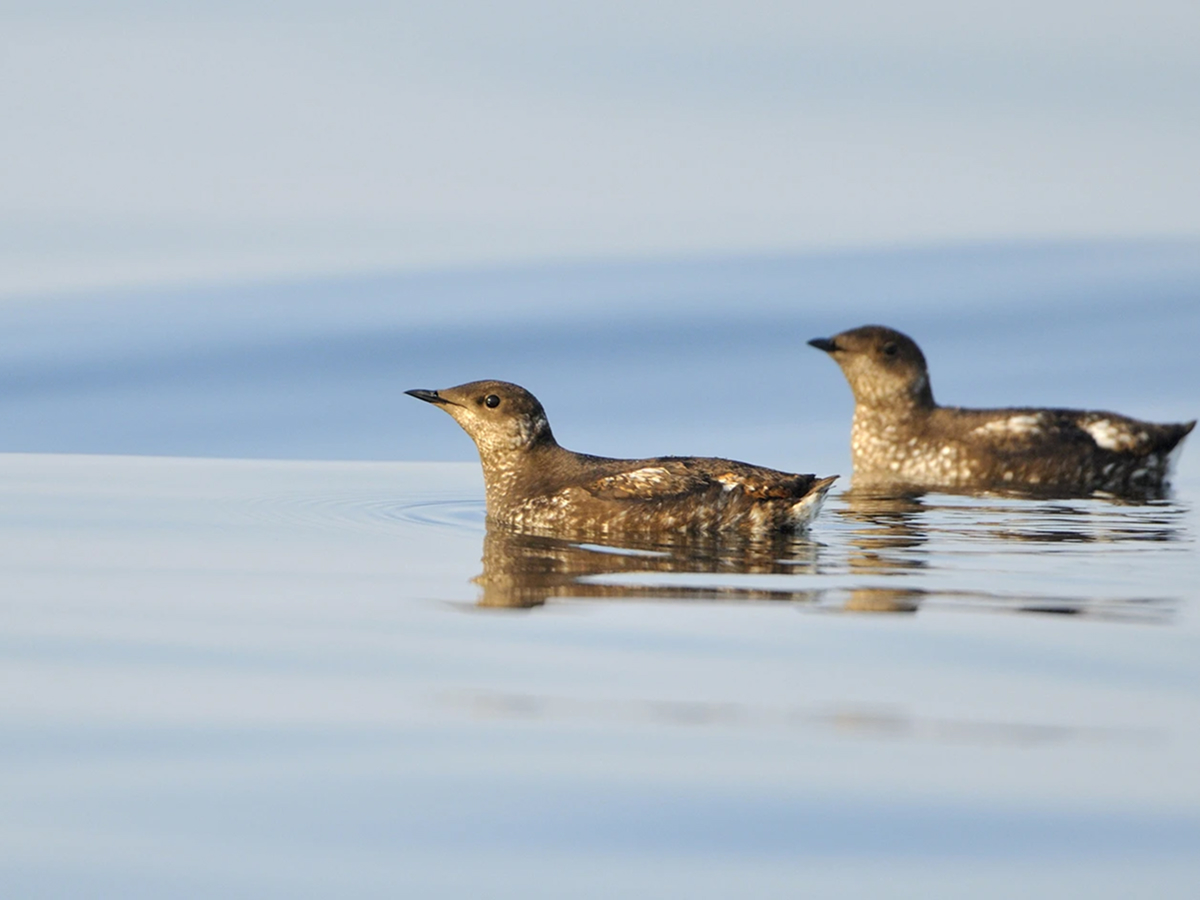 Seabird-Gillnet Interactions