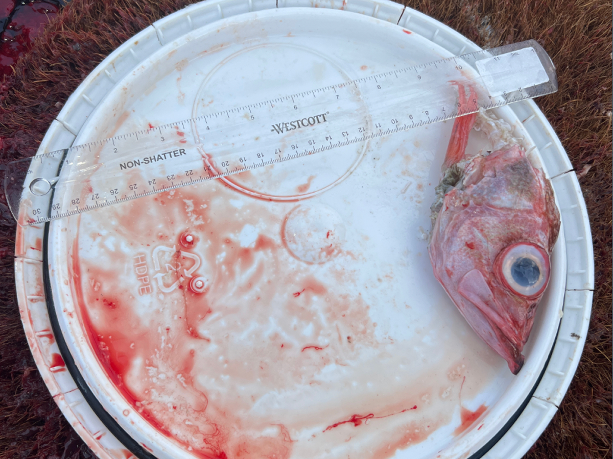Black Cod Stomach Contents