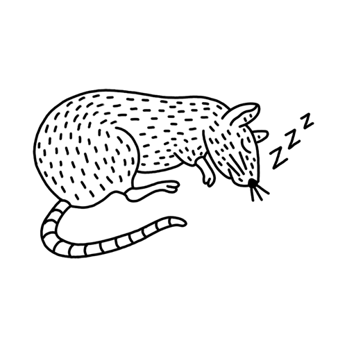 A sleep rat tattoo design from our Brooklyn Collection.