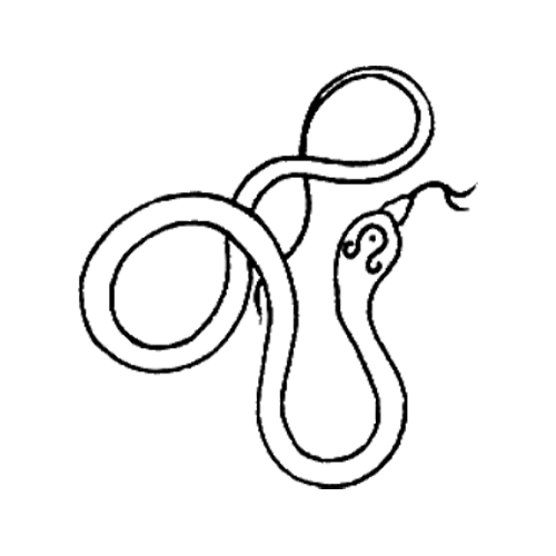 Cobra snake tattoo designed by Gael Cleinow