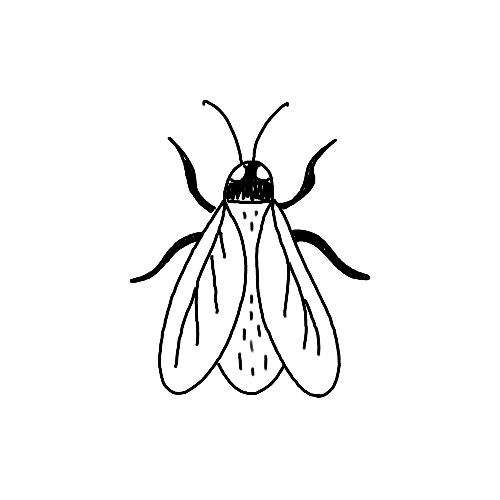 Minimalist Fruit Fly insect tattoo.