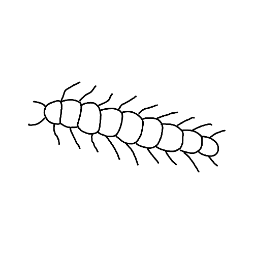 Minimalist Centipede insect tattoo.