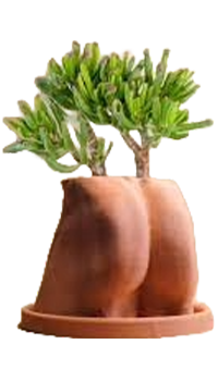 Plant pots