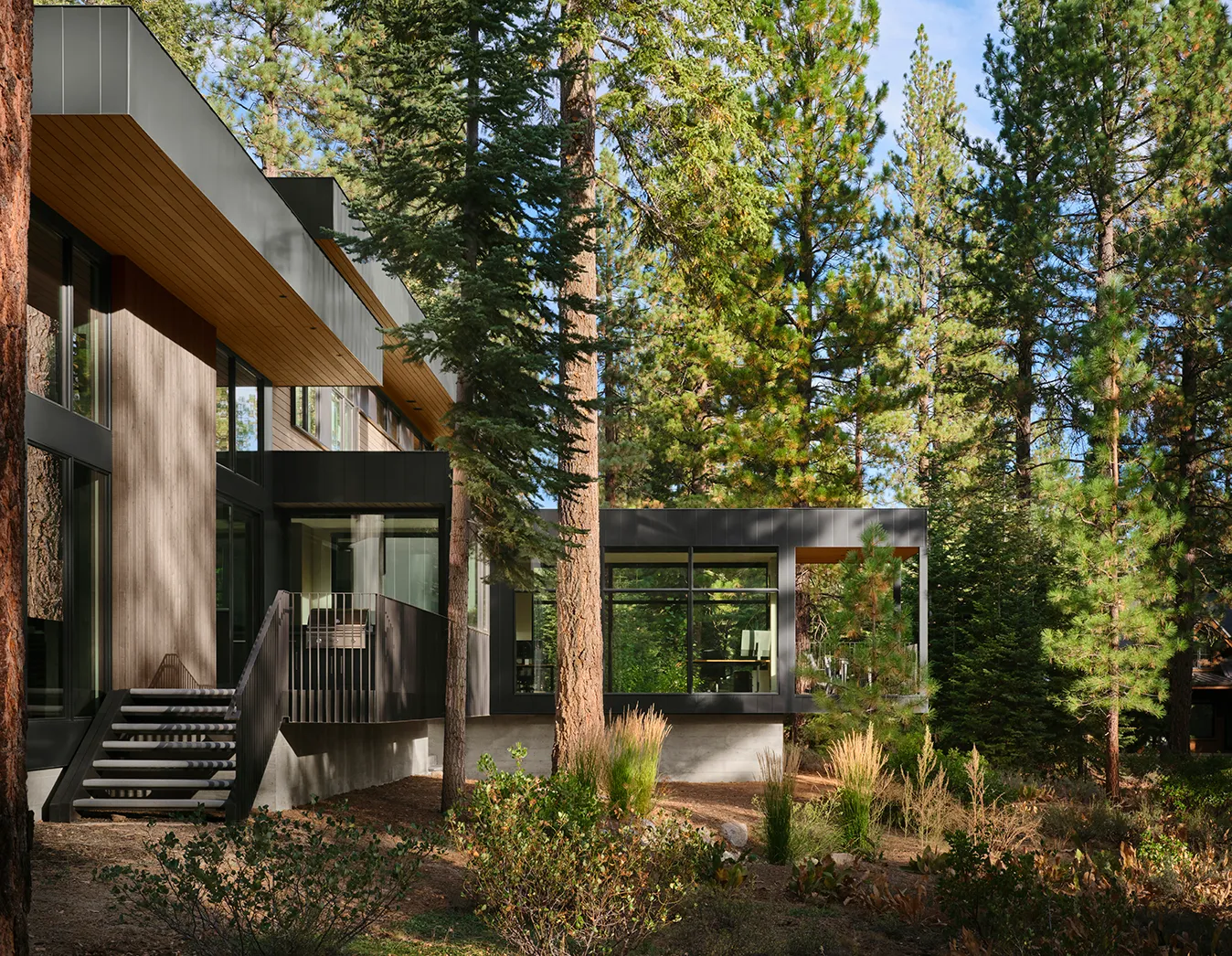 Modern house with large windows surrounded by tall pine trees and natural landscaping.