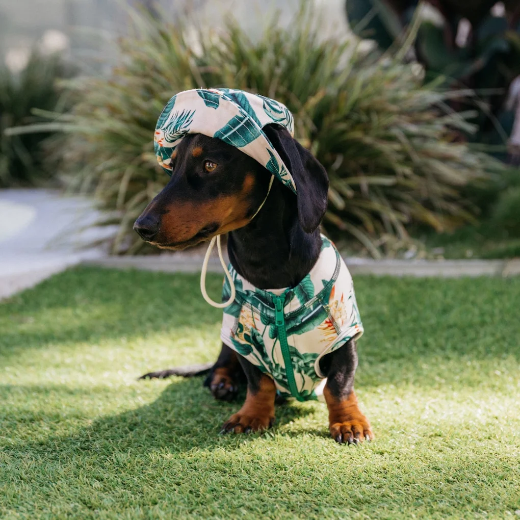 Sausage dog wearing printed fabric hat and jacket
