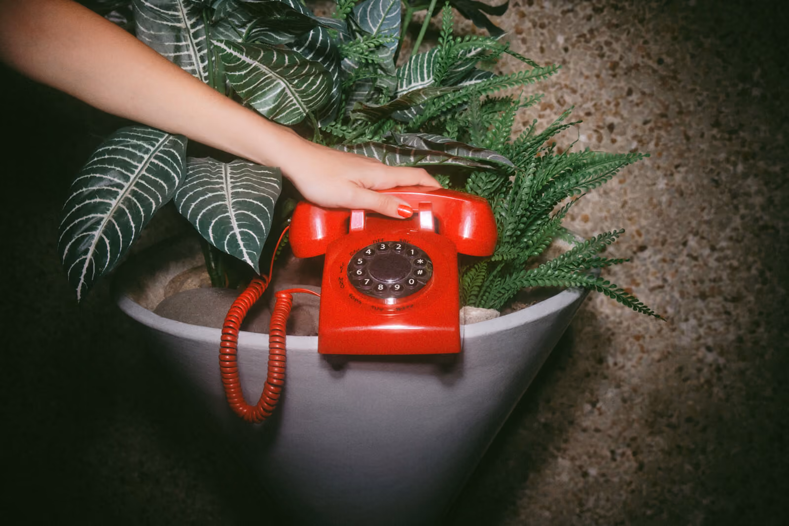 A hand reaching for a vintage red rotary phone nestled among potted plants, a nod to the urgency of a call that needs answeri