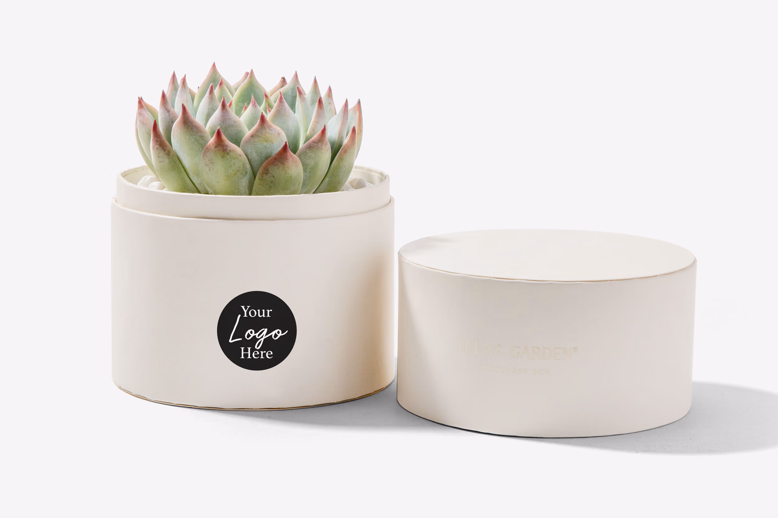Green succulent plant with red tips in a round white pot next to its matching lid on a white background.