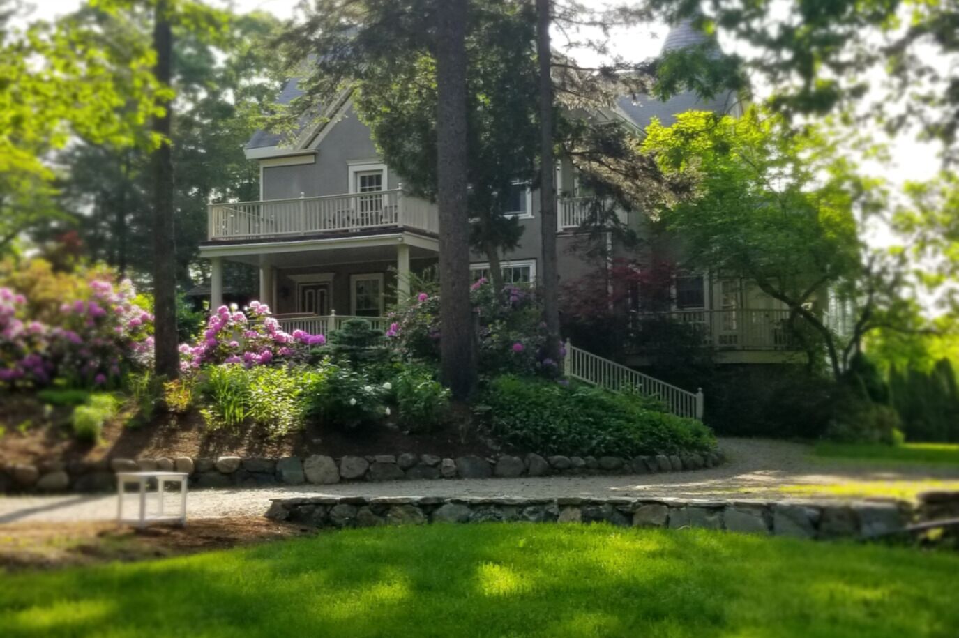 Two-story shingled cottage with steep gables on a hillside above a fieldstone wall, huge pink rhododendrons in bloom, mature pines framing the property
