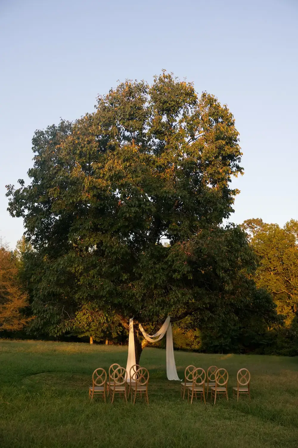 Outdoor wedding ceremony setup beneath a large tree with draped fabric and wooden chairs arranged on a grassy field.