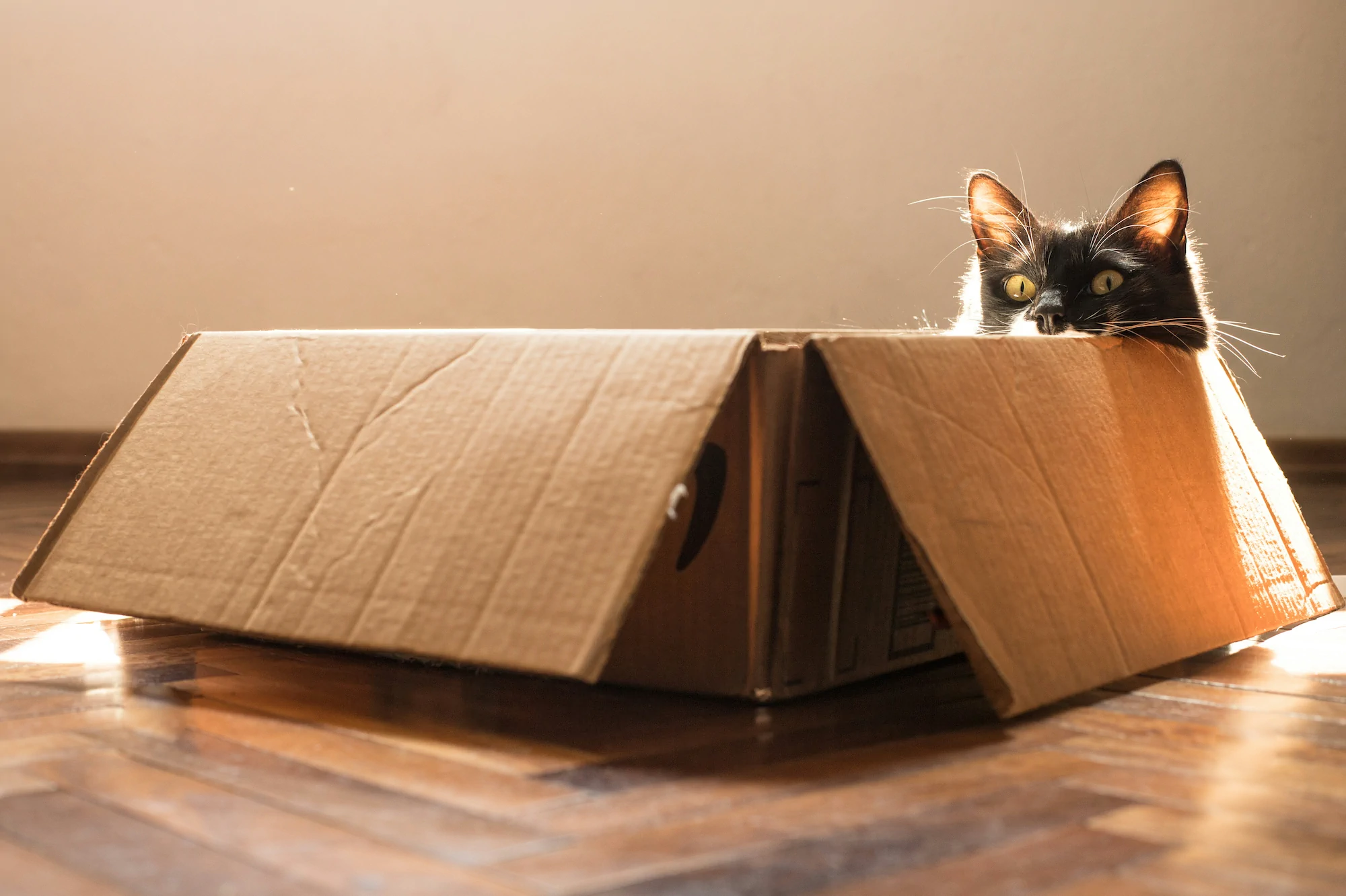 A black kitty cat with yellow eyes peeking out of a cardboard moving box.