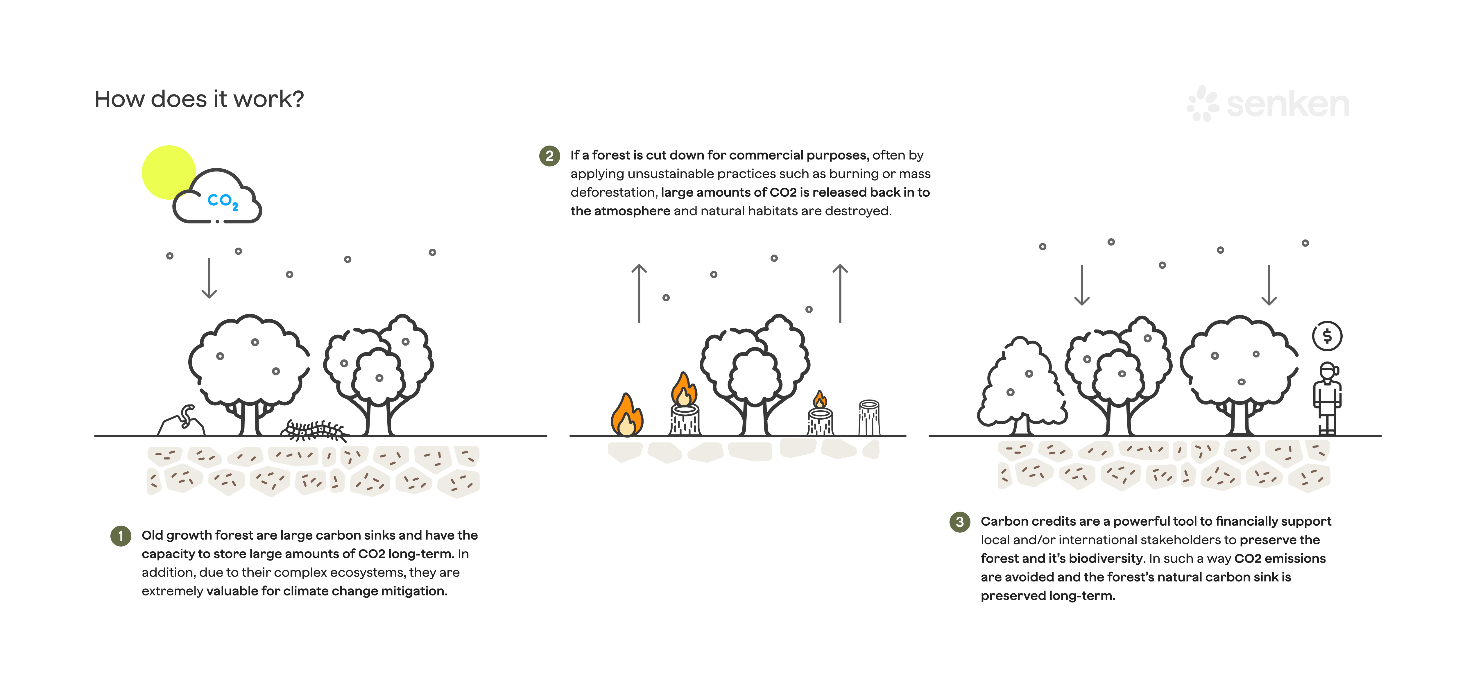 REDD+ Carbon Process Diagram