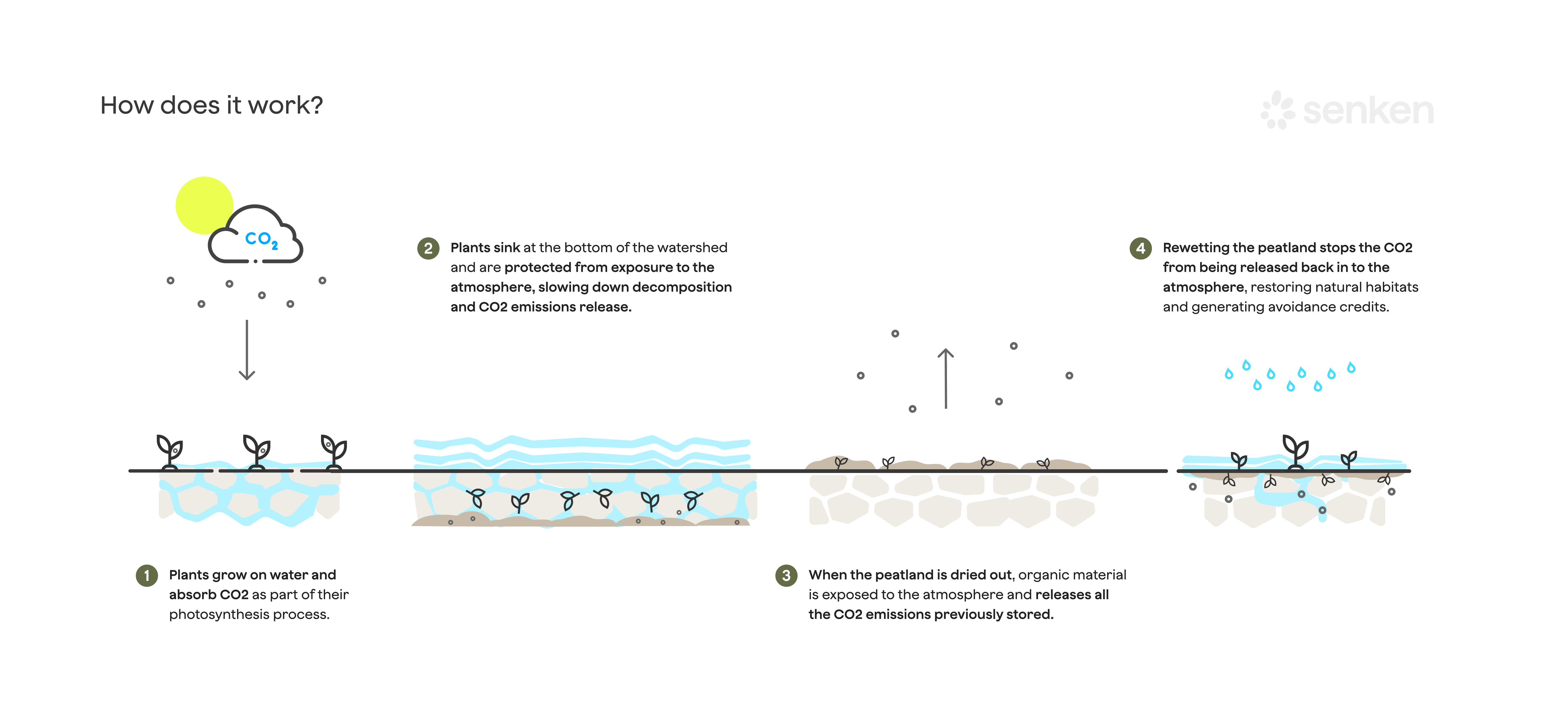 Cross-section of drained and rewetted peatland showing blocked drainage ditches, peat dams and raised water table for peatland restoration and rewetting
