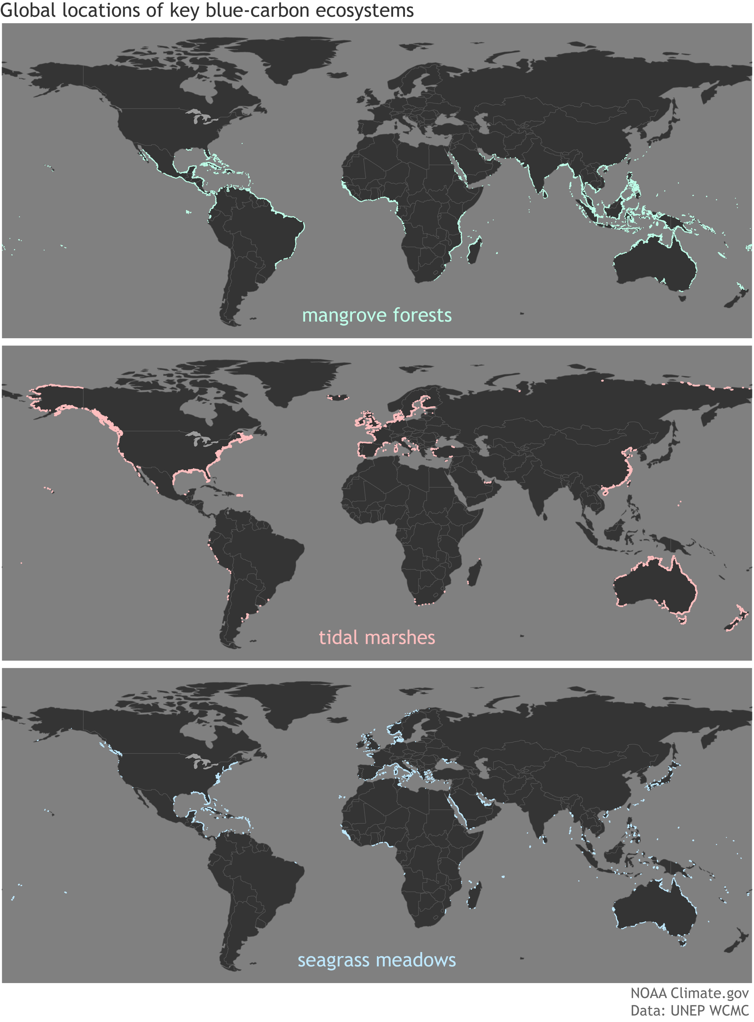 Globale Blue Carbon-Ökosysteme Infografik