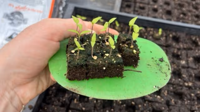 A picture of plant seed starts in a soil block