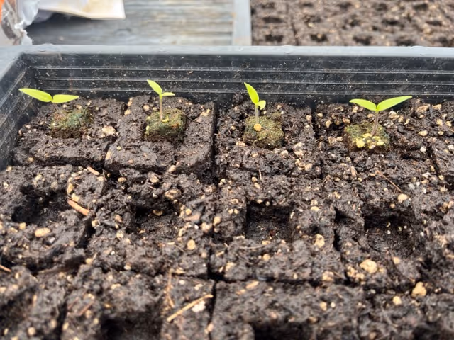A picture of plant seed starts in a soil block