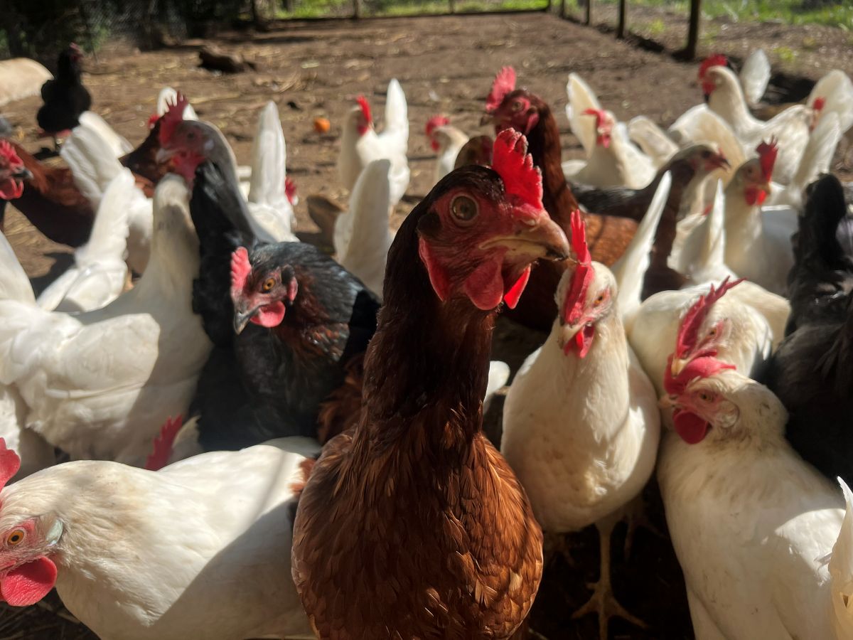 Colorful carrots and beets, ecologically grown in Portland Oregon by Green Heart Garden