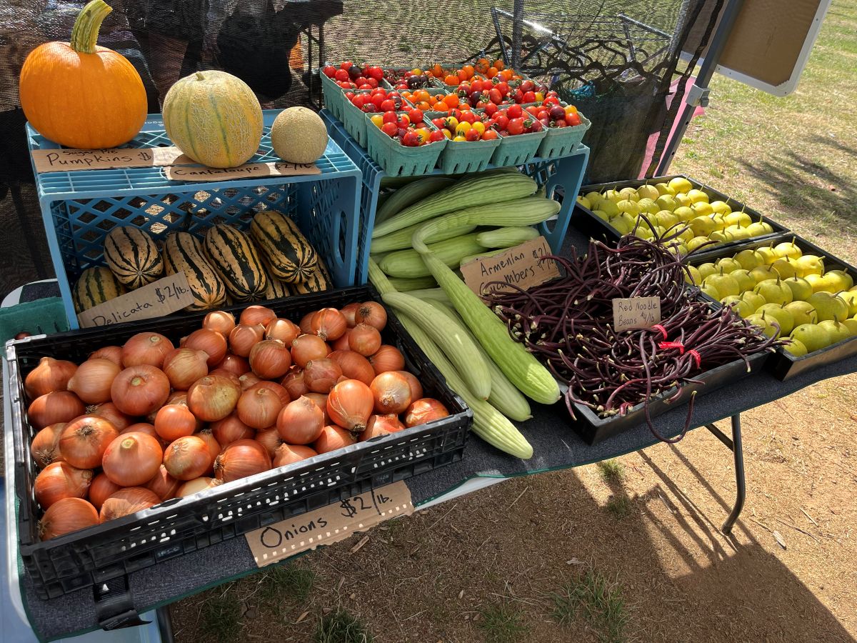 Crates full of red tomatoes, ecologically grown in Portland Oregon by Green Heart Garden