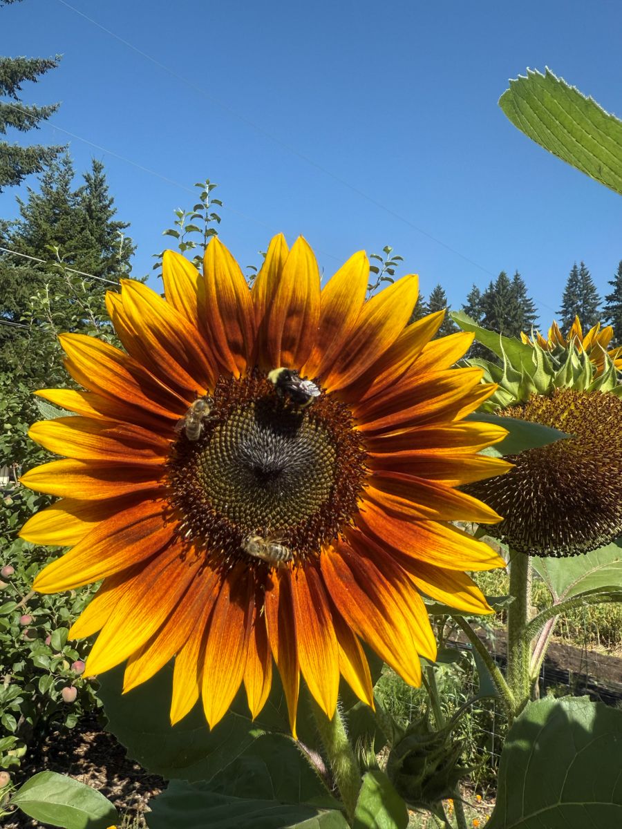 Crates full of red tomatoes, ecologically grown in Portland Oregon by Green Heart Garden