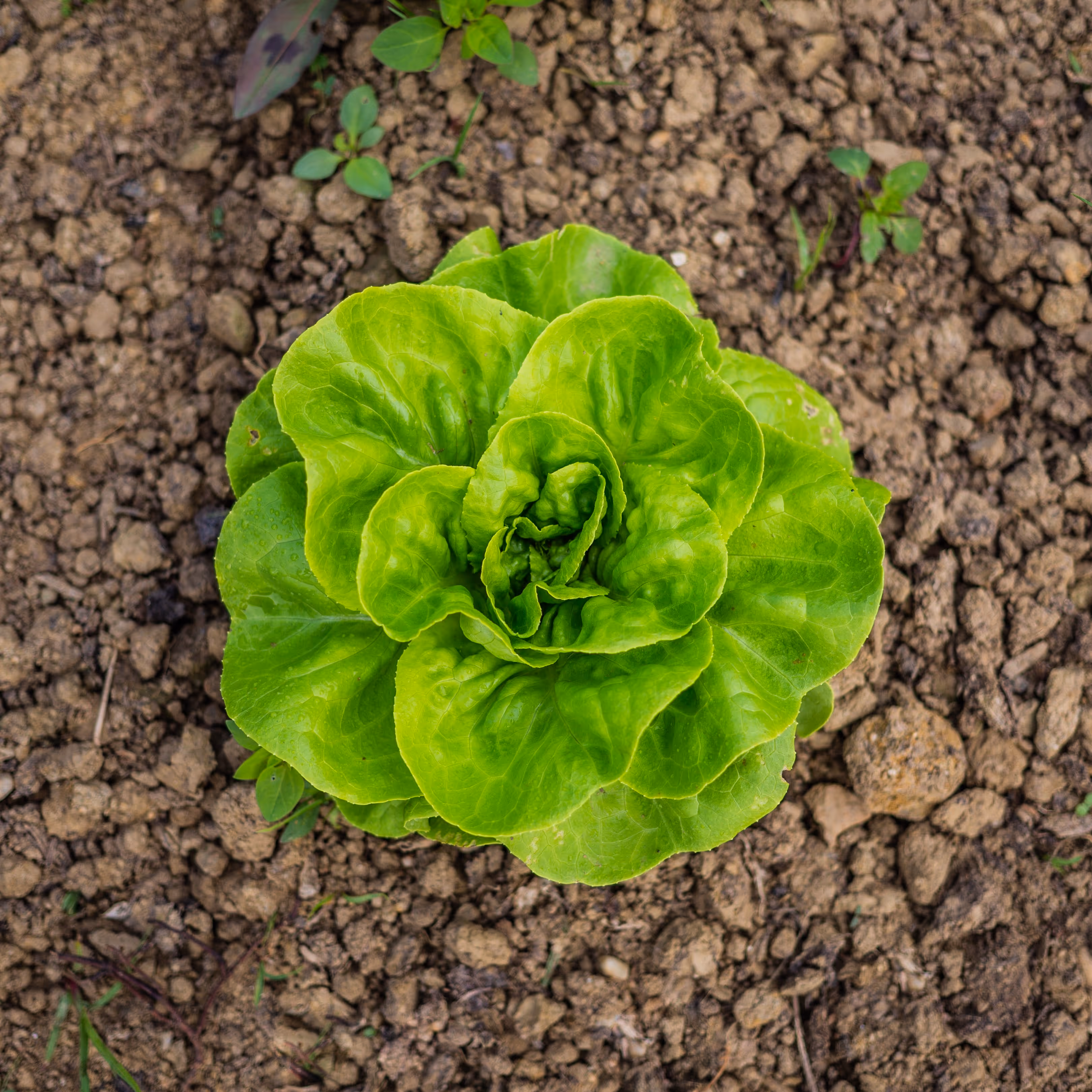 Click to learn more about this item