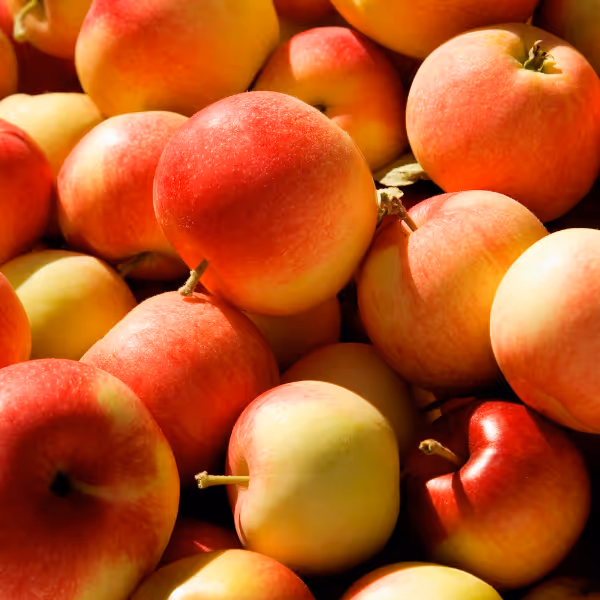 Spartan Apples