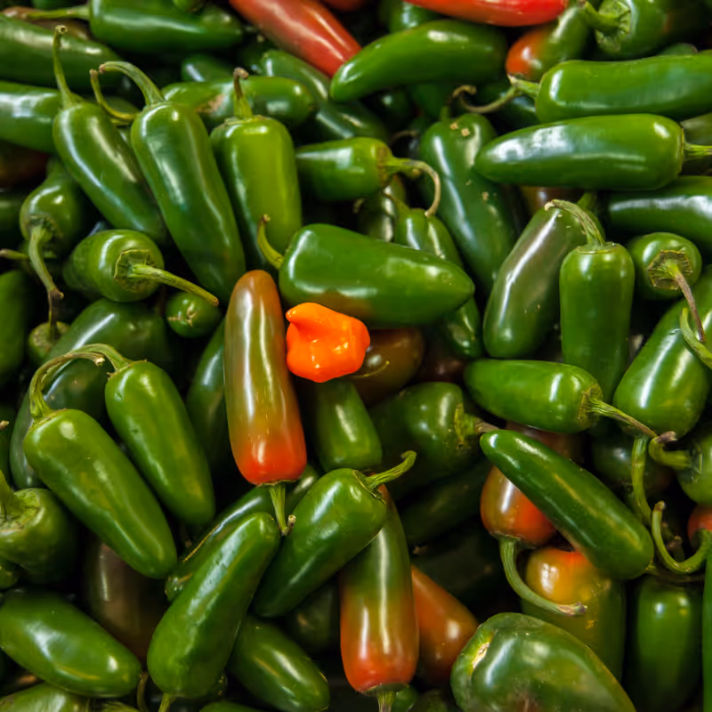 Jalapeno
