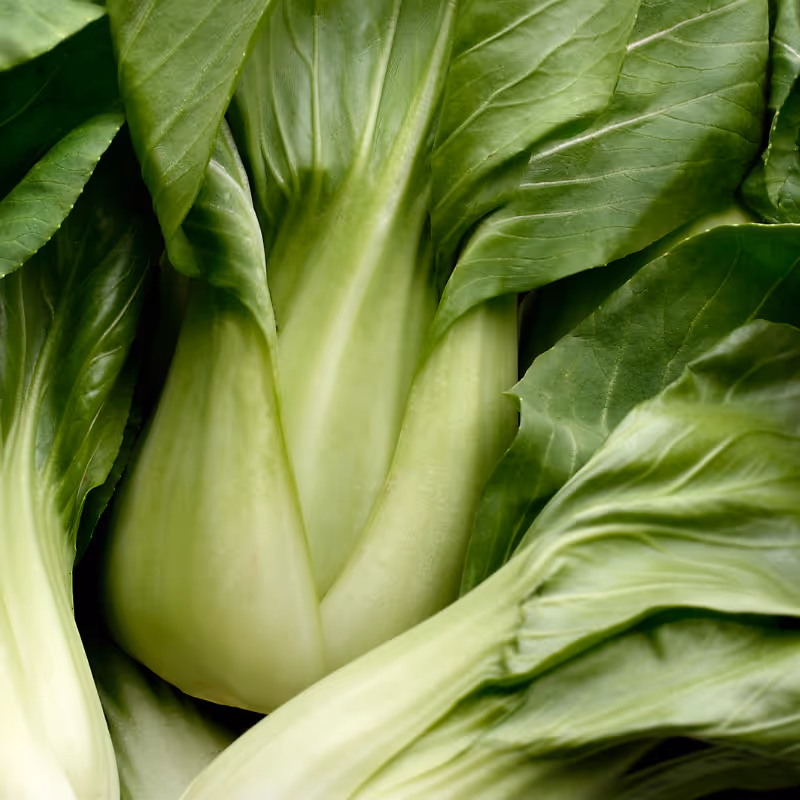 Yuushou Pak Choi