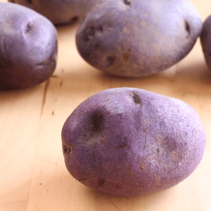 Hucklberry Gold