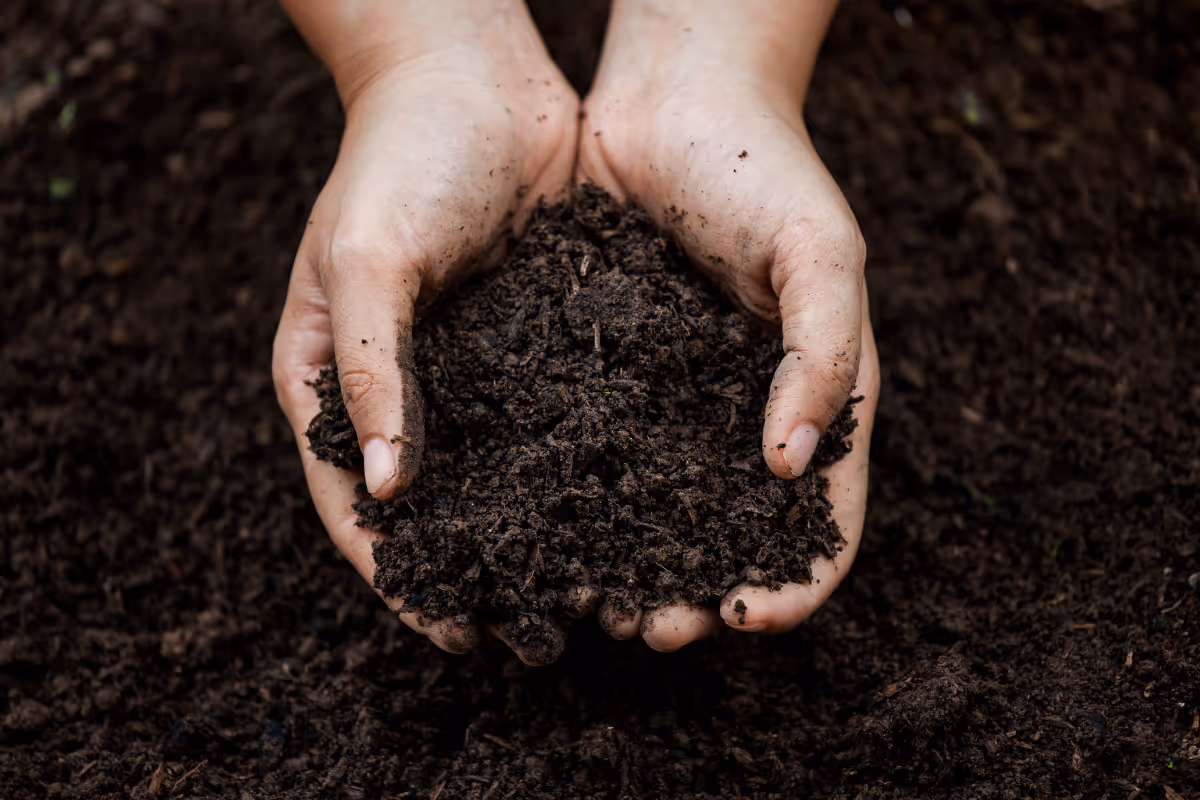 A farmer holding a handful of healthy soil
