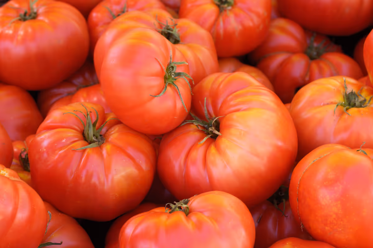 Brandywine Tomatoes, one of the many heirloom varieties of produce grown on the Green Heart Garden farm for our CSA customers