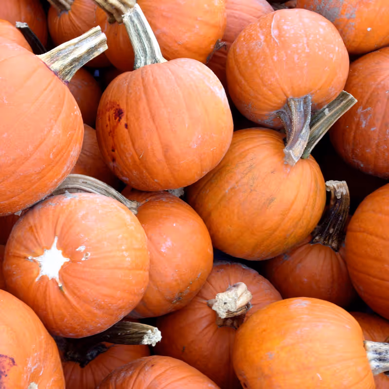 Sugar Pie Pumpkin